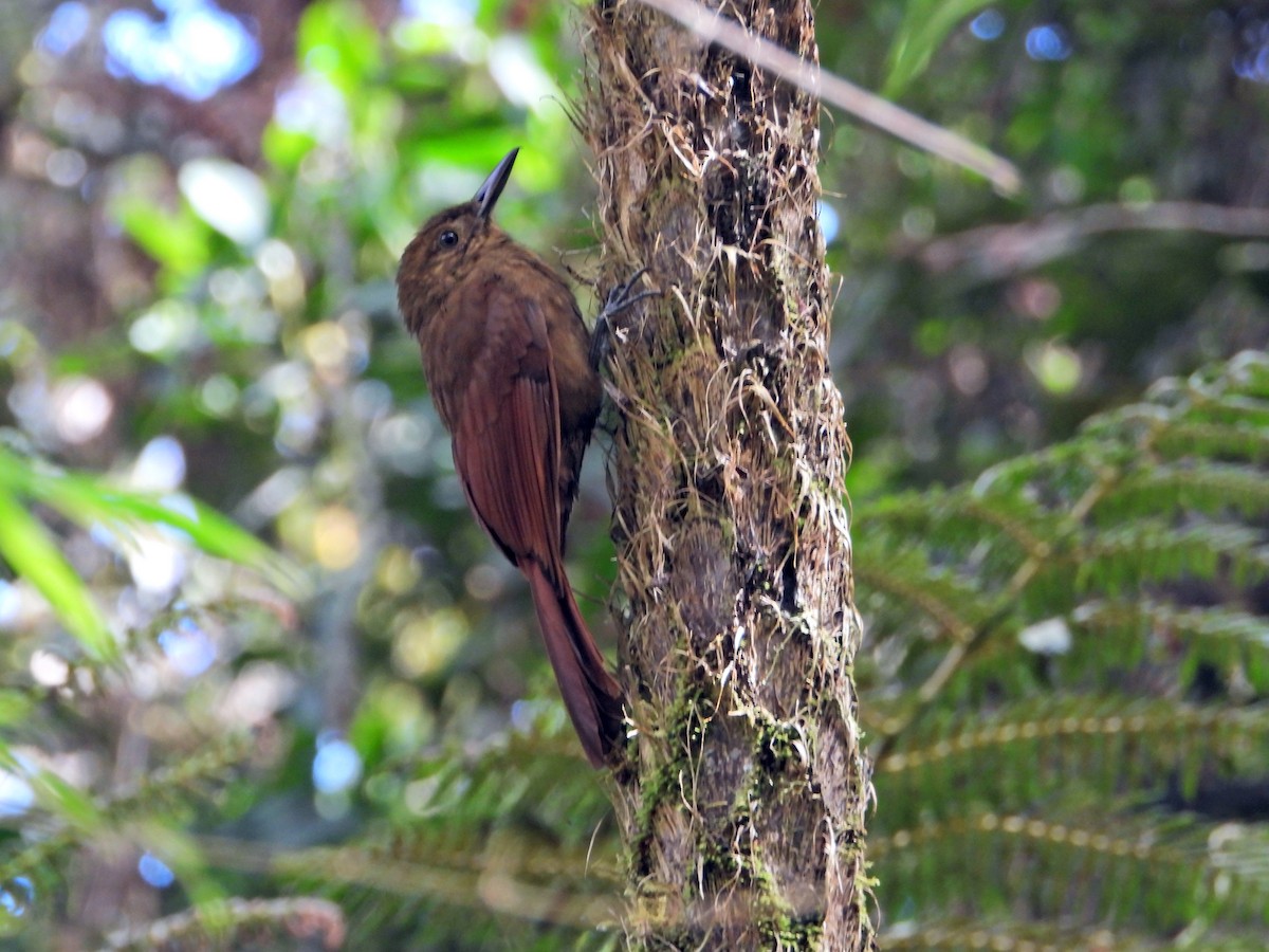 Tyrannine Woodcreeper - ML638849957