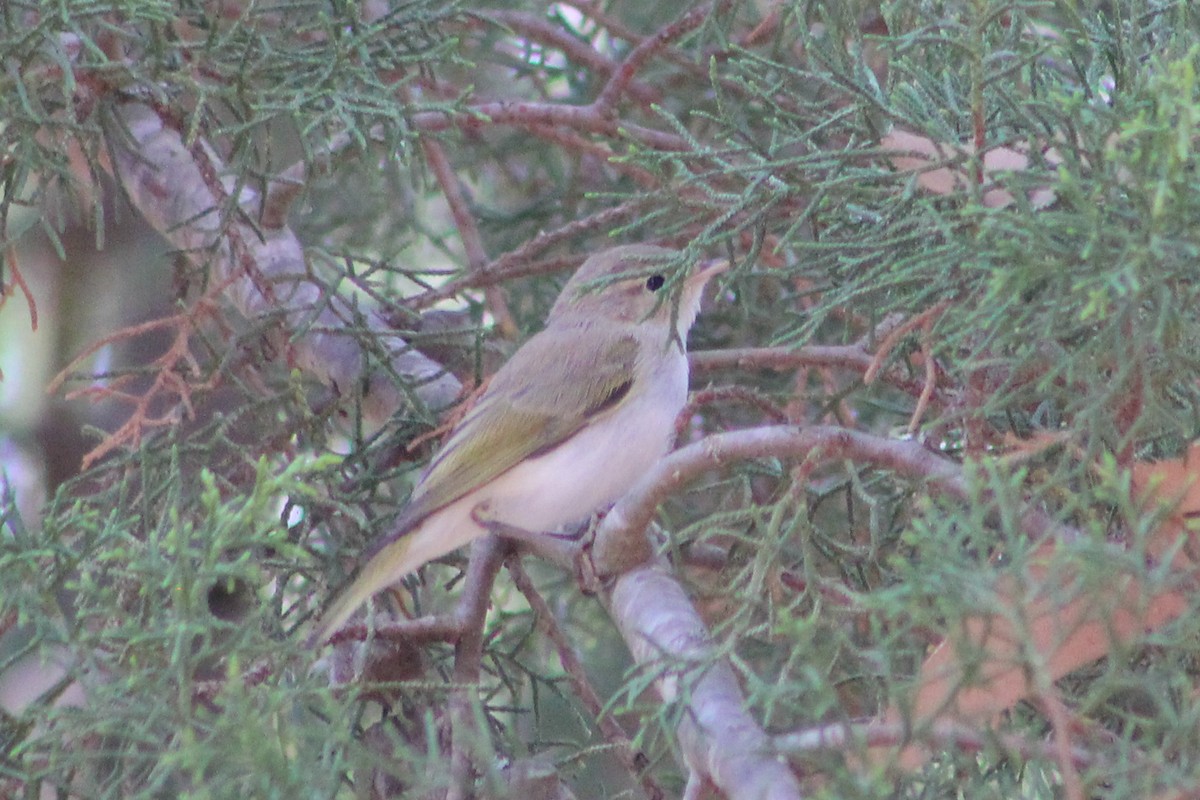 Western Bonelli's Warbler - ML638850141