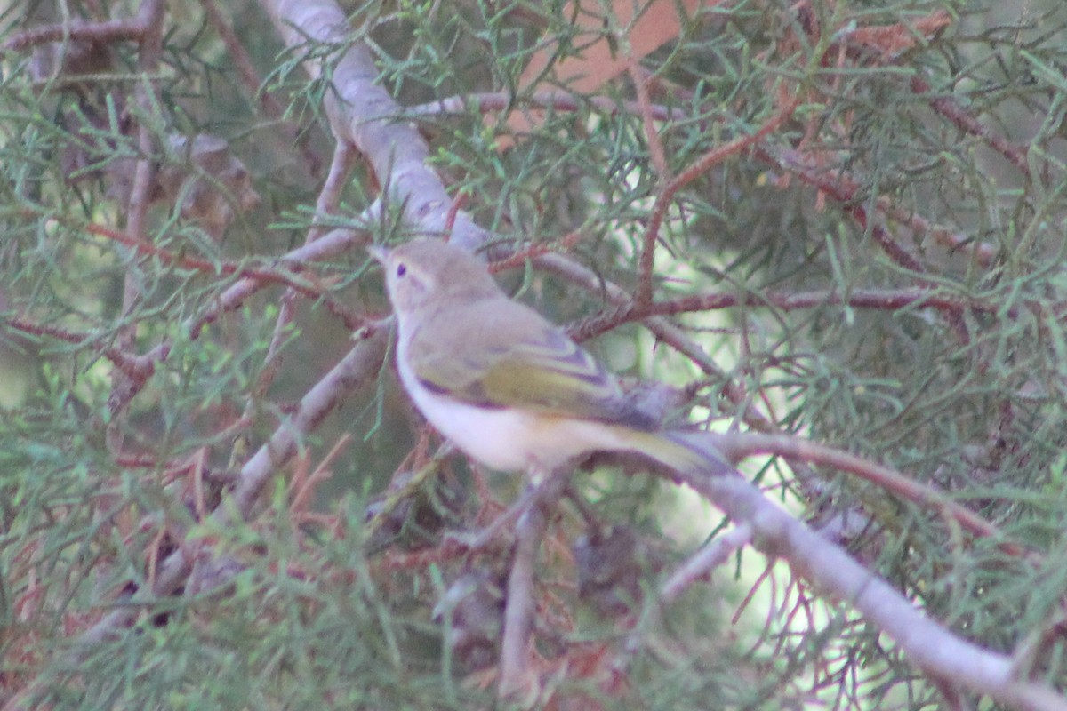 Western Bonelli's Warbler - ML638850167