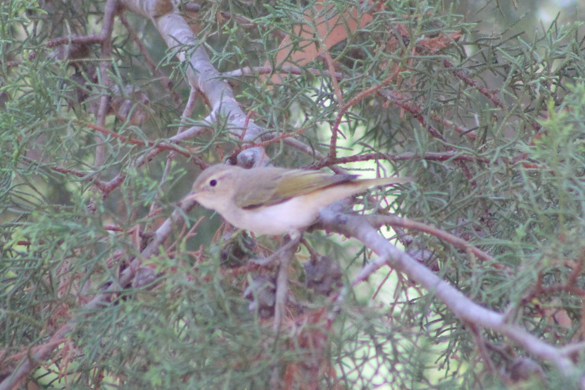 Western Bonelli's Warbler - ML638850168