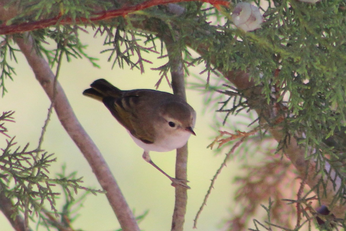 Western Bonelli's Warbler - ML638850173