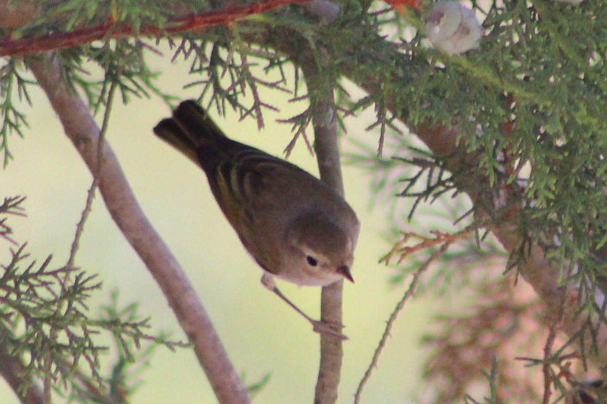 Western Bonelli's Warbler - ML638850174