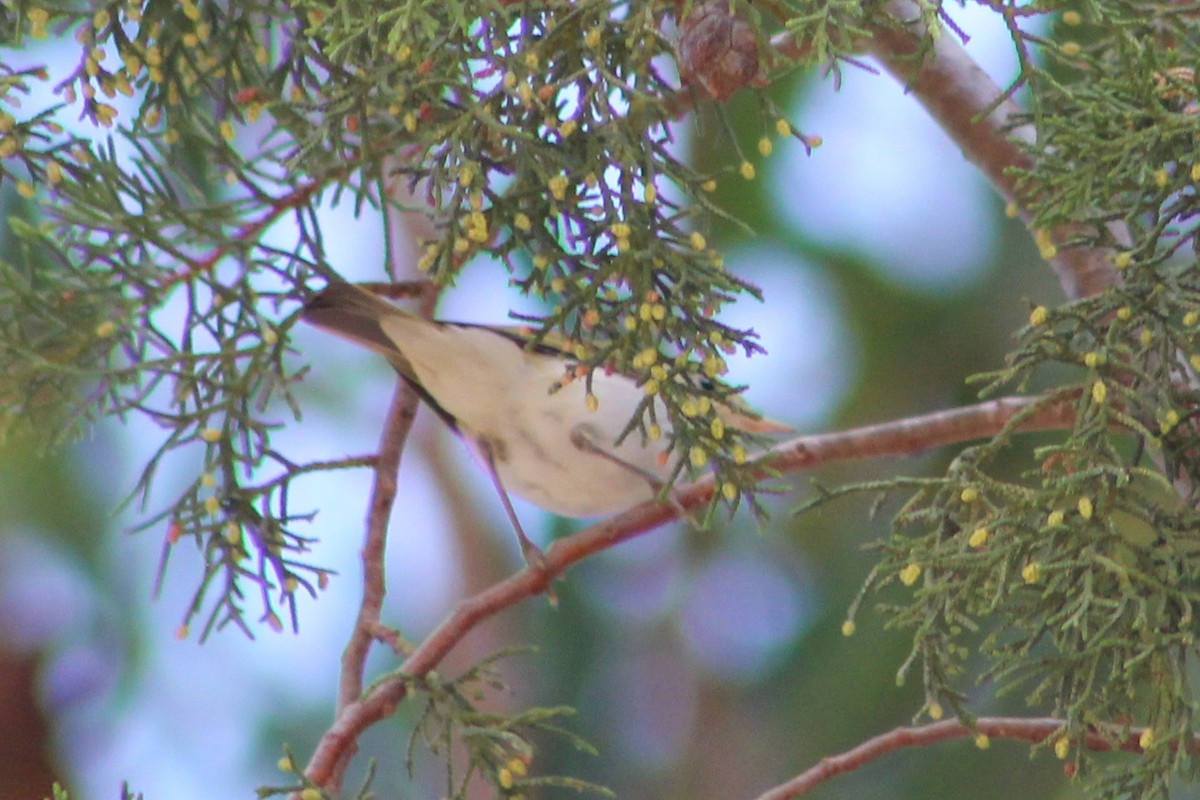 Western Bonelli's Warbler - ML638850178