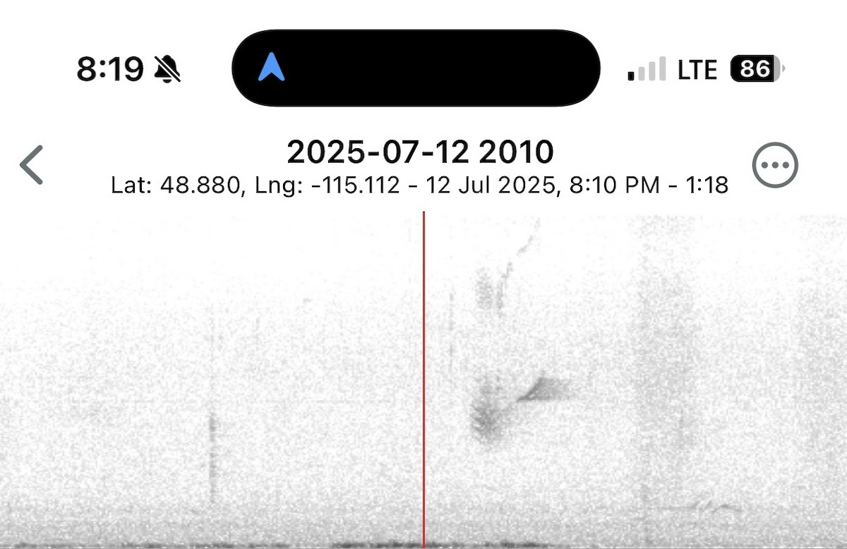 Empidonax sp. - ML638850194