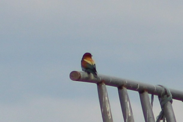 Erle-txori eurasiarra - ML638850206