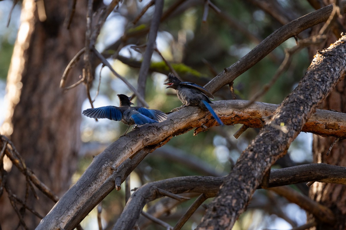 Steller's Jay - ML638850232
