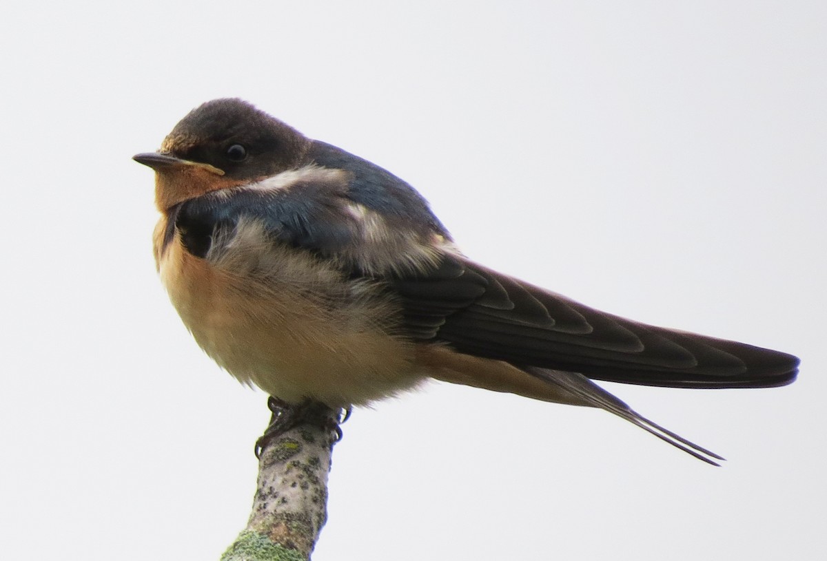 Barn Swallow - ML638850271