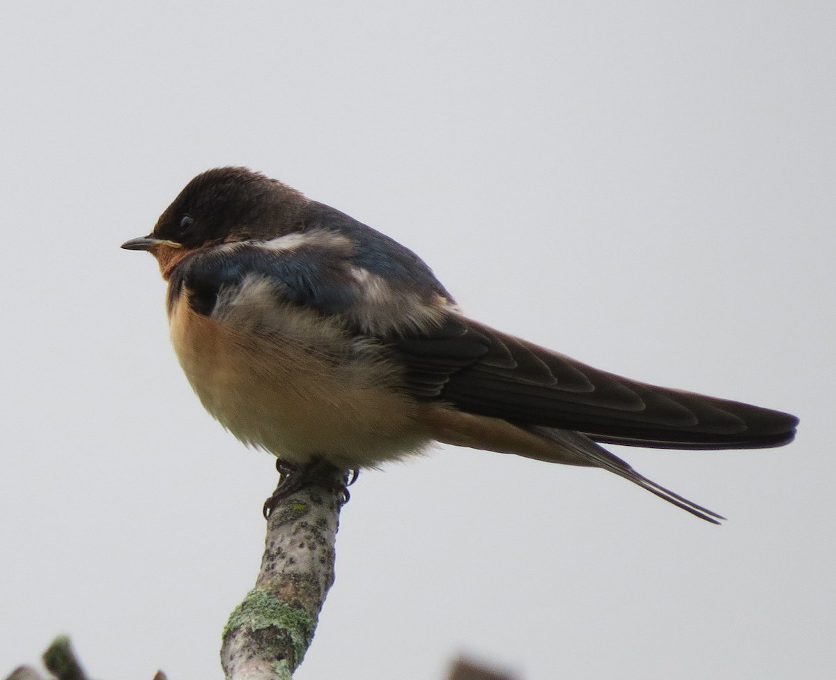 Barn Swallow - ML638850272
