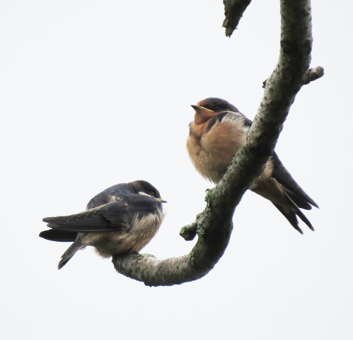 Barn Swallow - ML638850273
