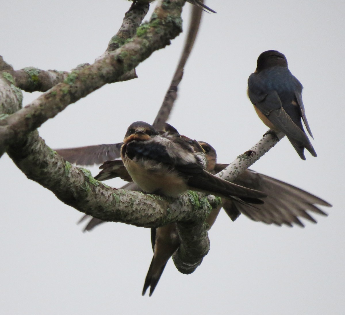 Barn Swallow - ML638850275