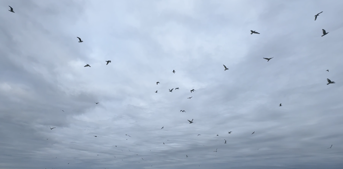 American Herring/Glaucous-winged Gull - ML638850290