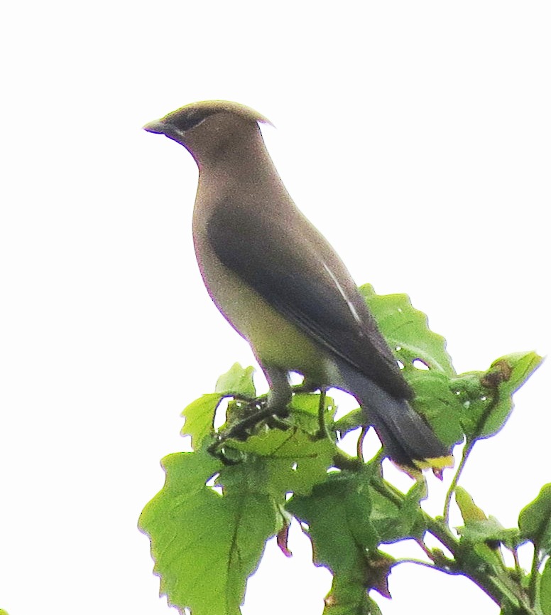 Cedar Waxwing - ML638850321