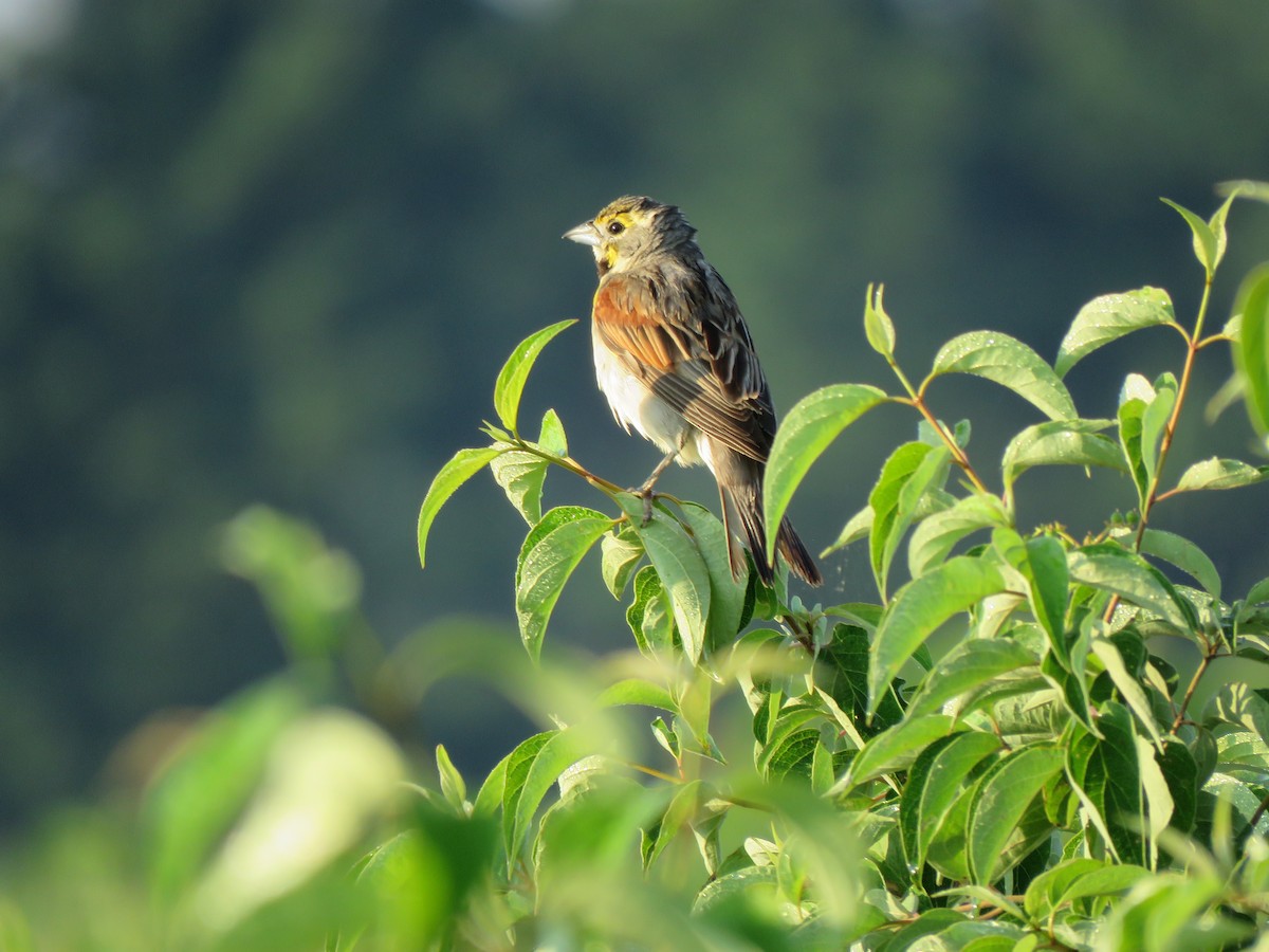 Dickcissel - ML638850322
