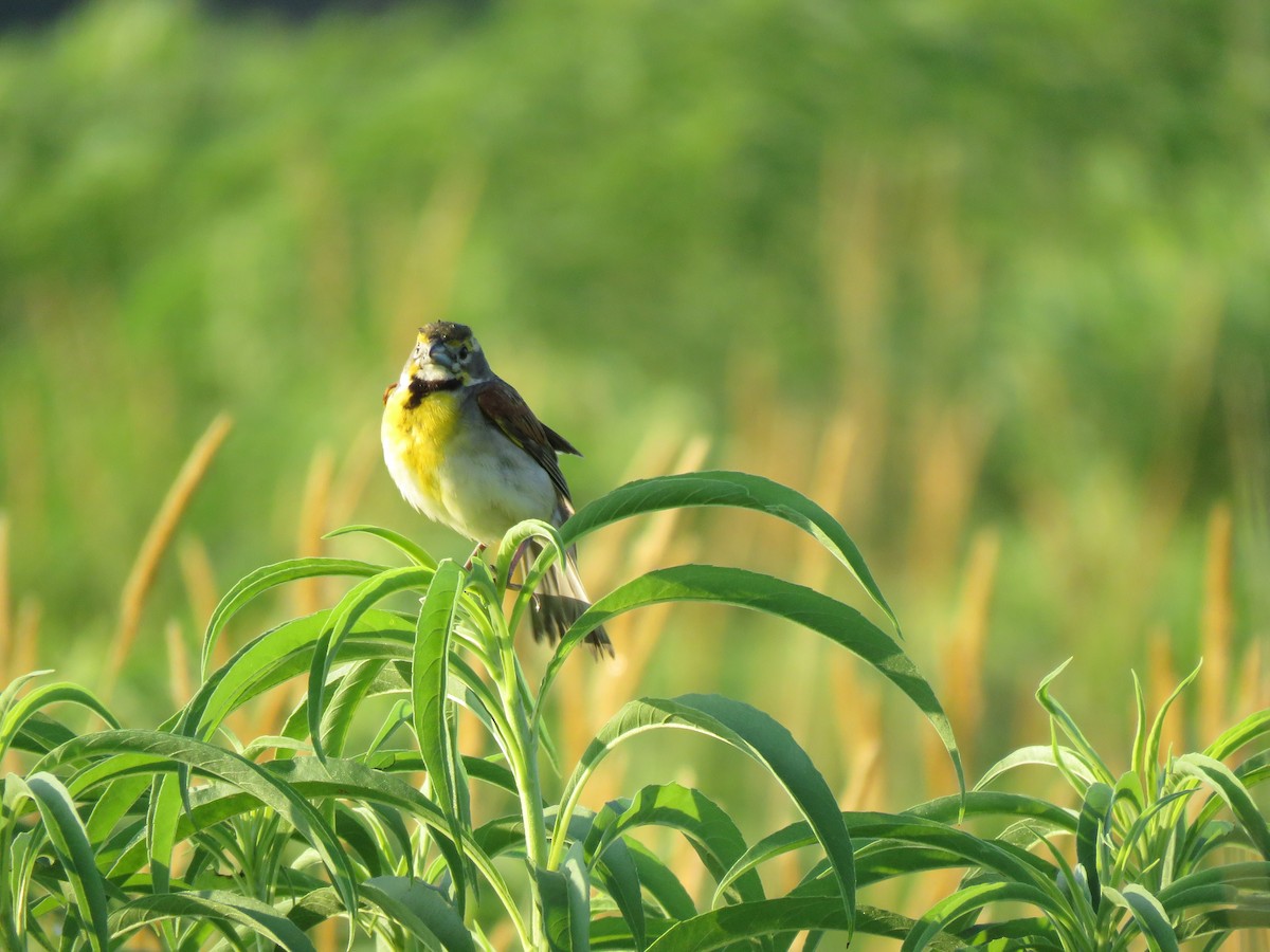 Dickcissel - ML638850323