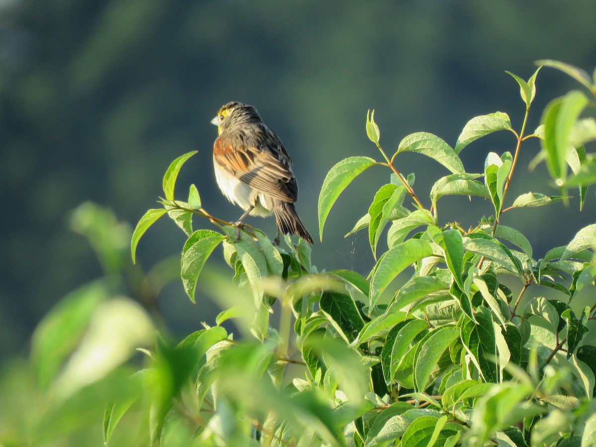 Dickcissel - ML638850324