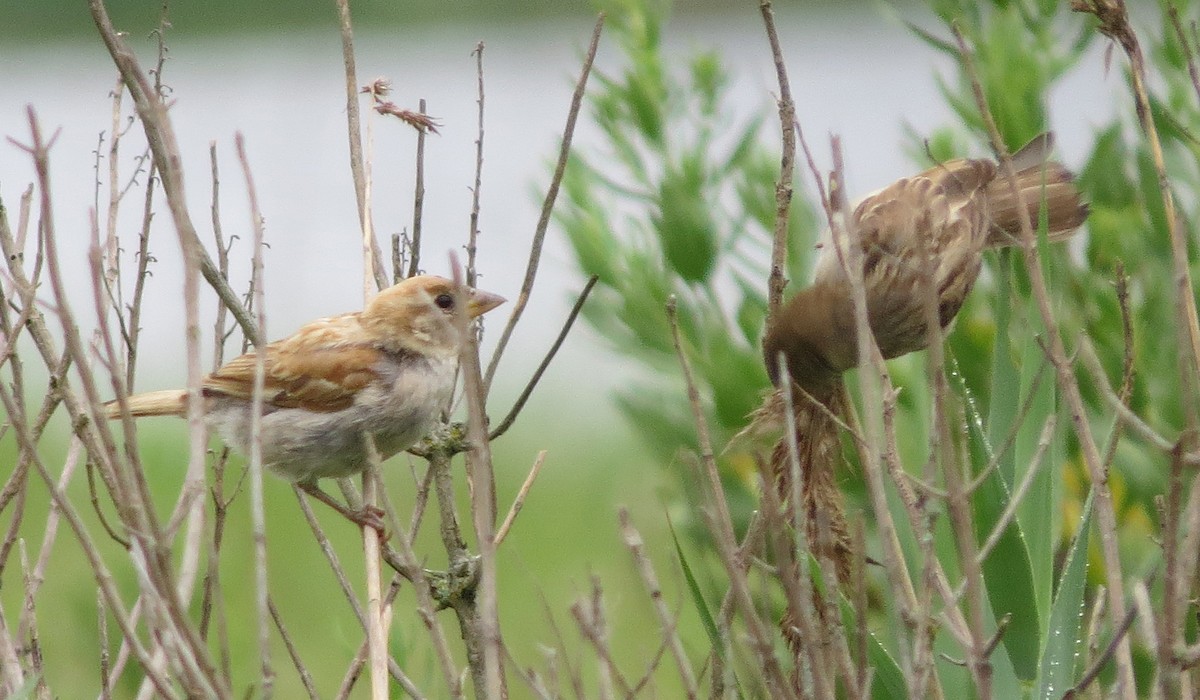 House Sparrow - ML638850348