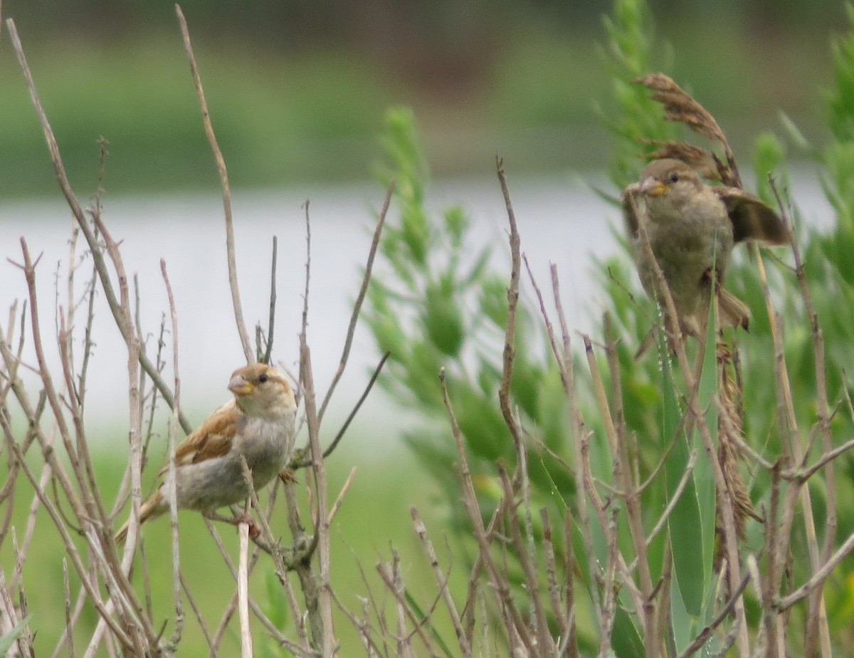 House Sparrow - ML638850349