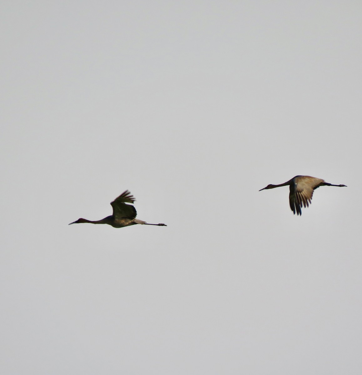 Sandhill Crane - ML638850358