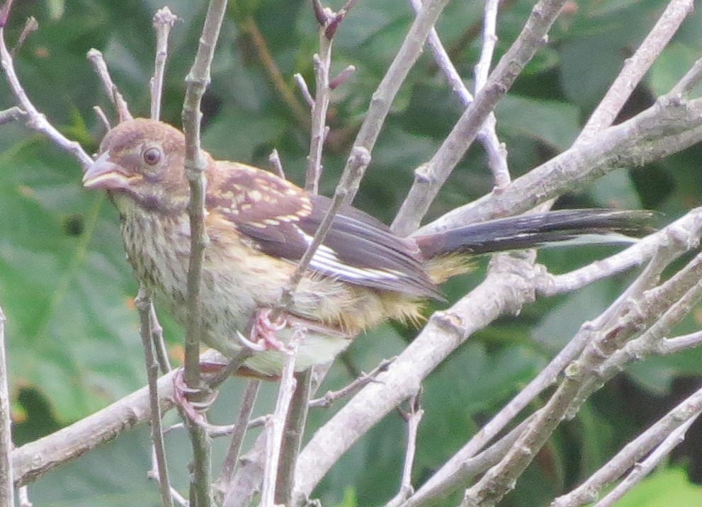 Eastern Towhee - ML638850365