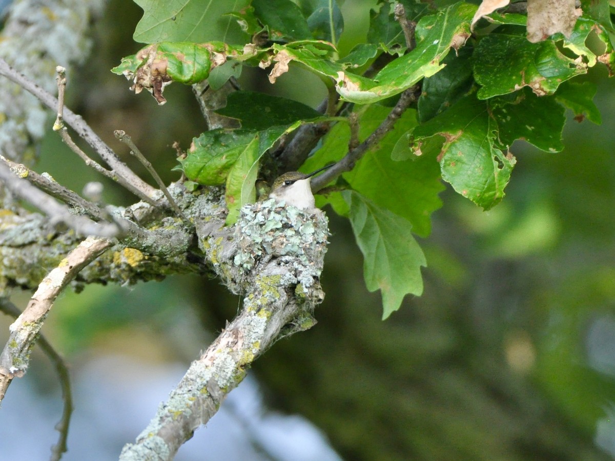 Ruby-throated Hummingbird - ML638850371