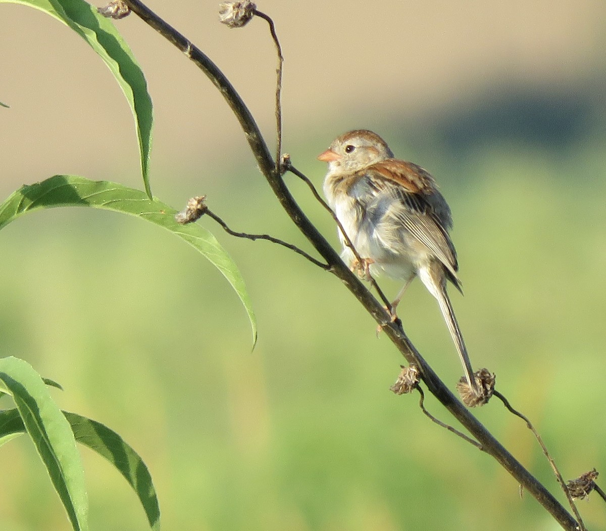Field Sparrow - ML638850386