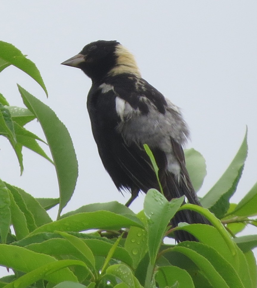 Bobolink - ML638850388