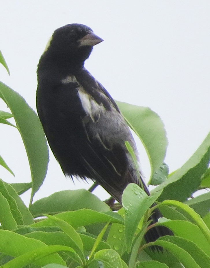 Bobolink - ML638850389