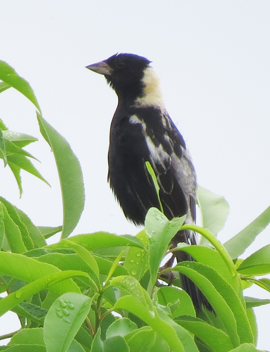 Bobolink - ML638850393