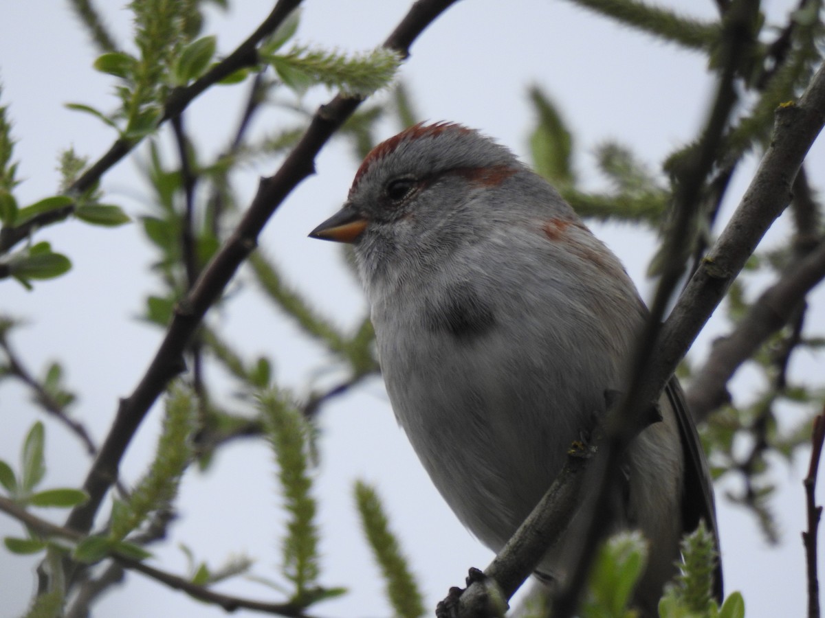 American Tree Sparrow - ML638850406