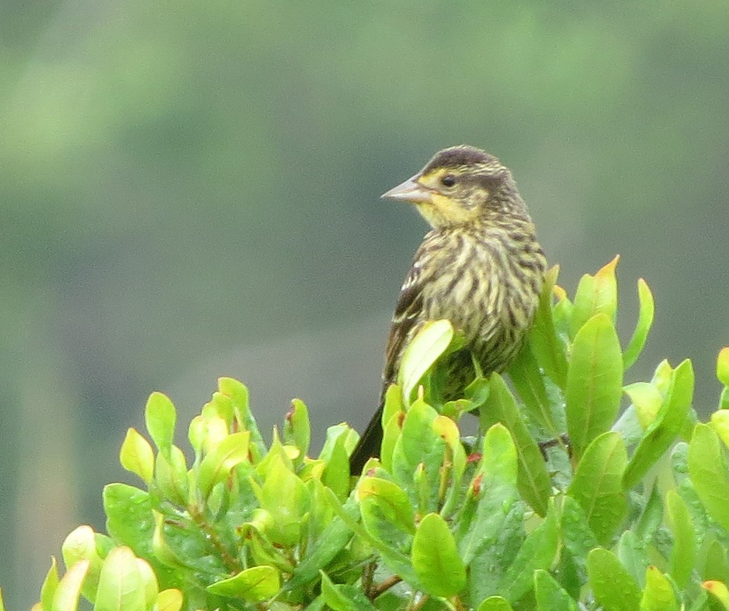 Red-winged Blackbird - ML638850410