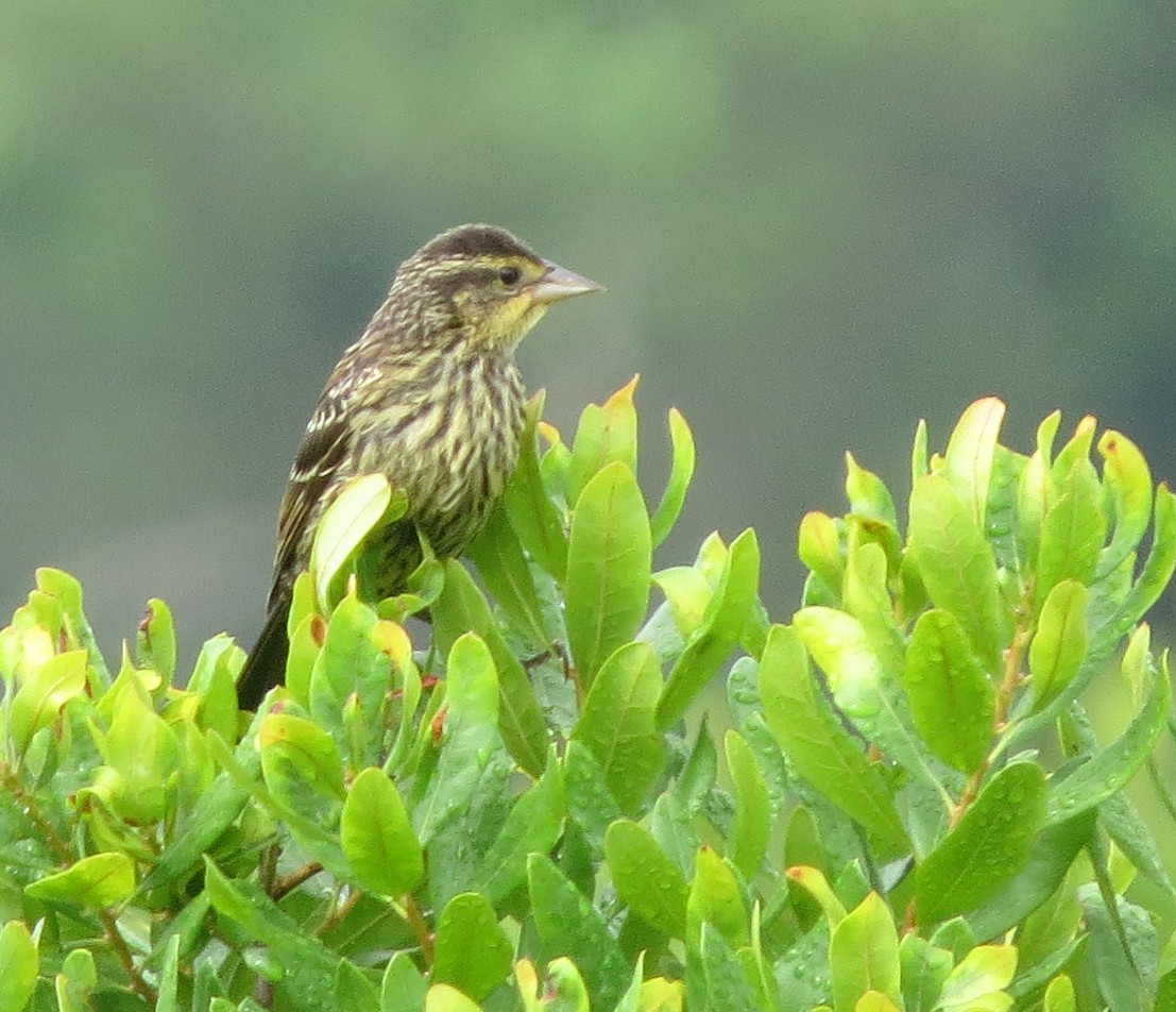 Red-winged Blackbird - ML638850411