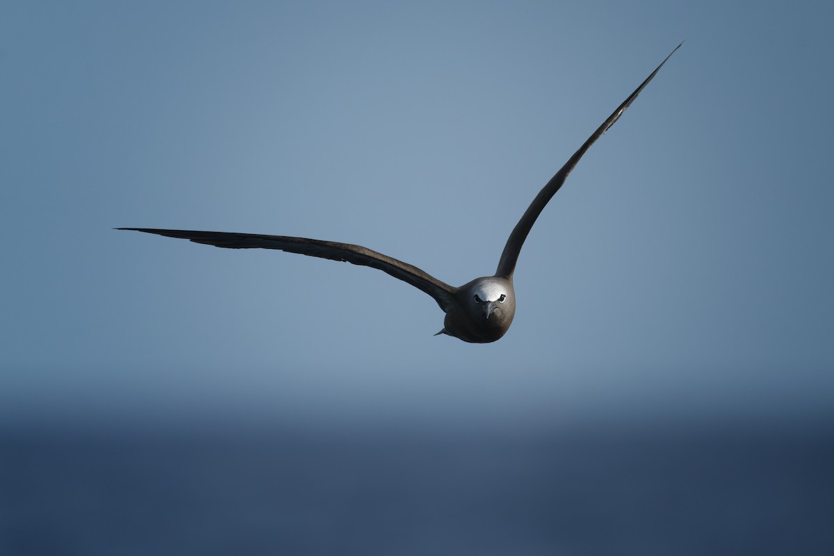 Brown Noddy - ML638850425