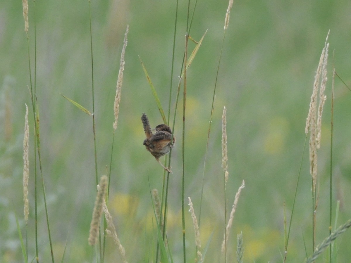 Sedge Wren - ML638850450