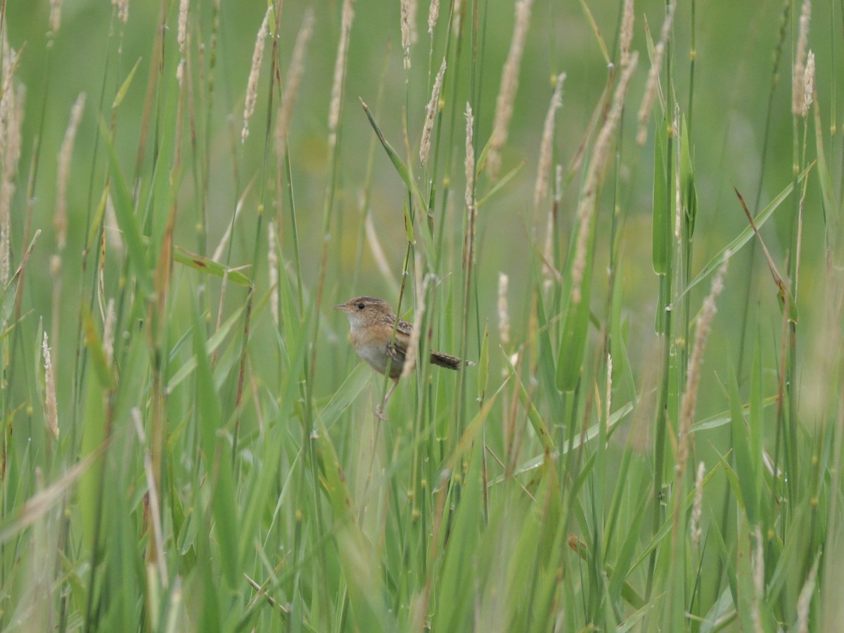 Sedge Wren - ML638850451