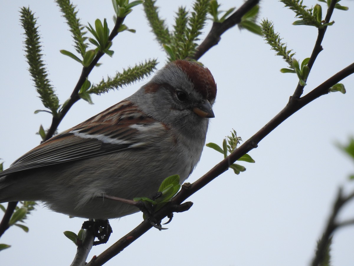 American Tree Sparrow - ML638850477