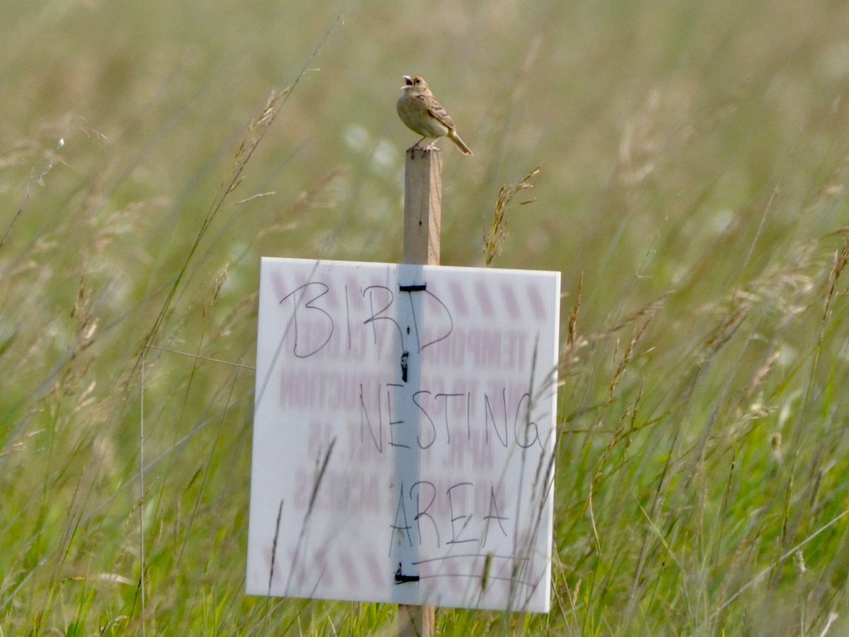 Grasshopper Sparrow - ML638850486