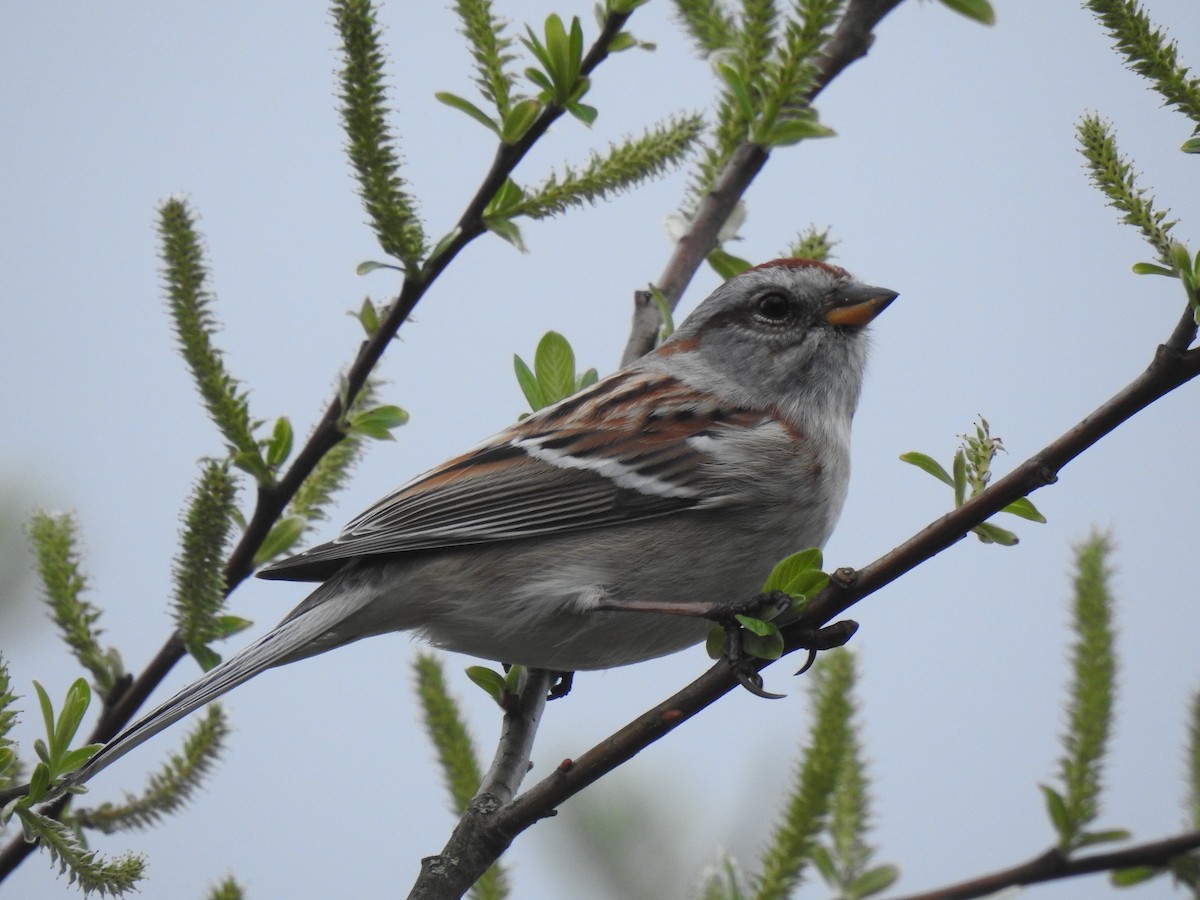 American Tree Sparrow - ML638850487