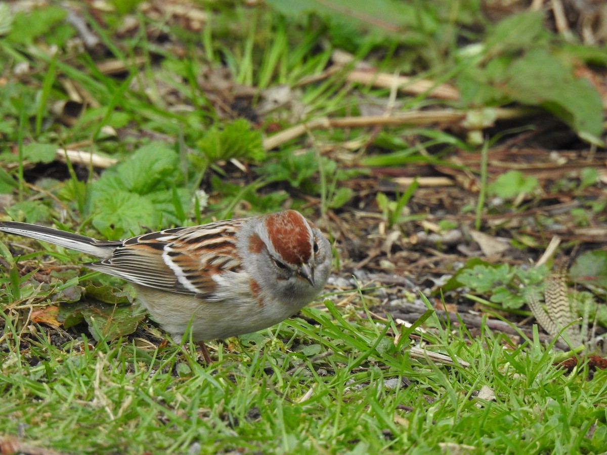 American Tree Sparrow - ML638850498