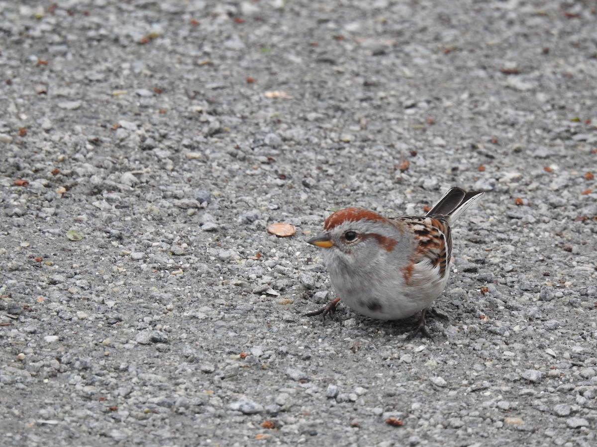 American Tree Sparrow - ML638850522