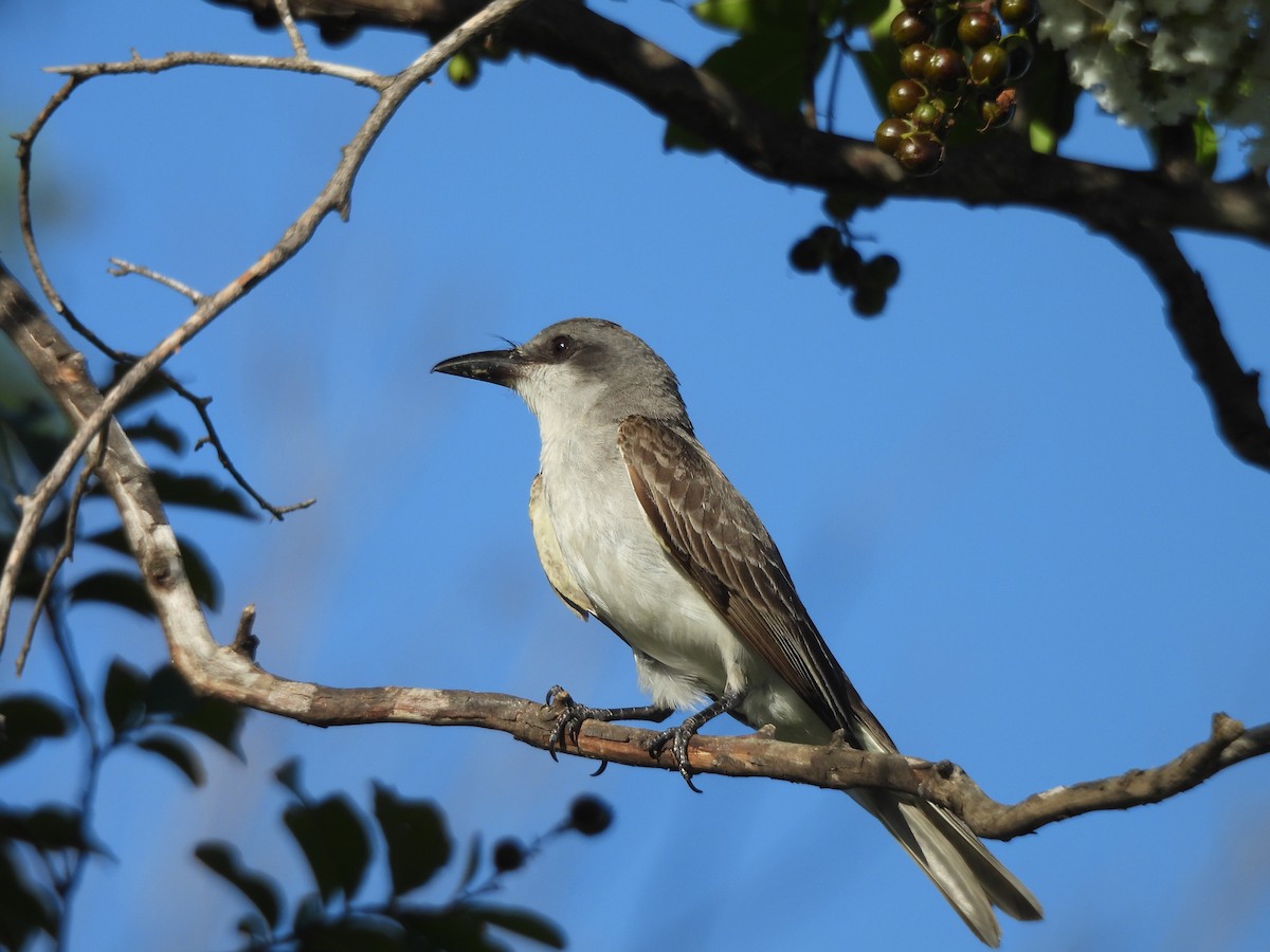 Gray Kingbird - ML638850546