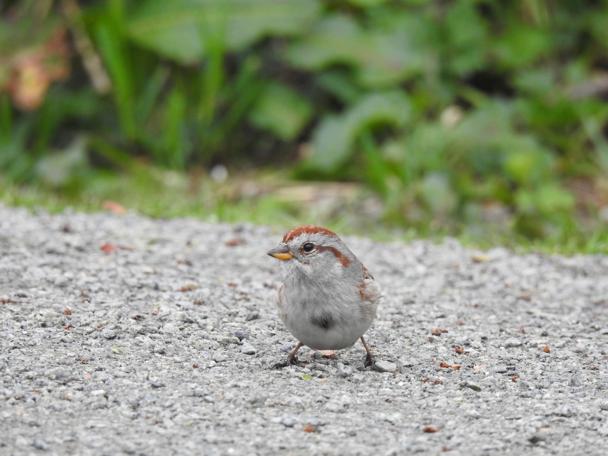 American Tree Sparrow - ML638850550