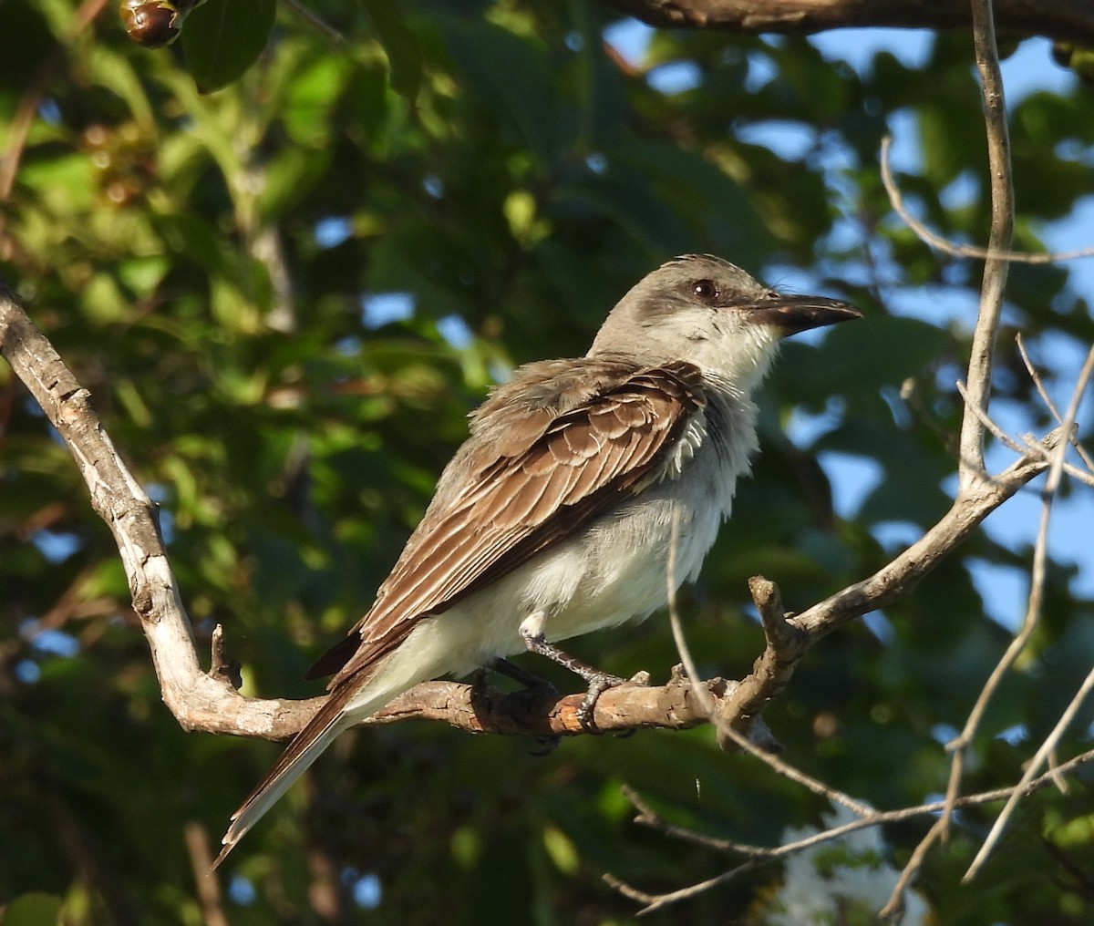 Gray Kingbird - ML638850553
