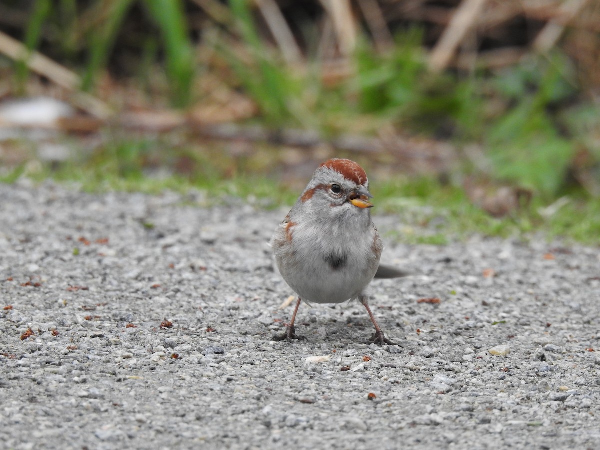 American Tree Sparrow - ML638850554