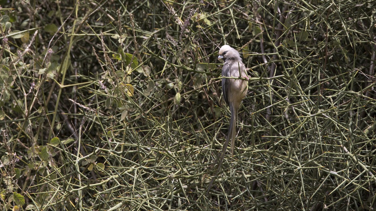 White-headed Mousebird - ML638850559