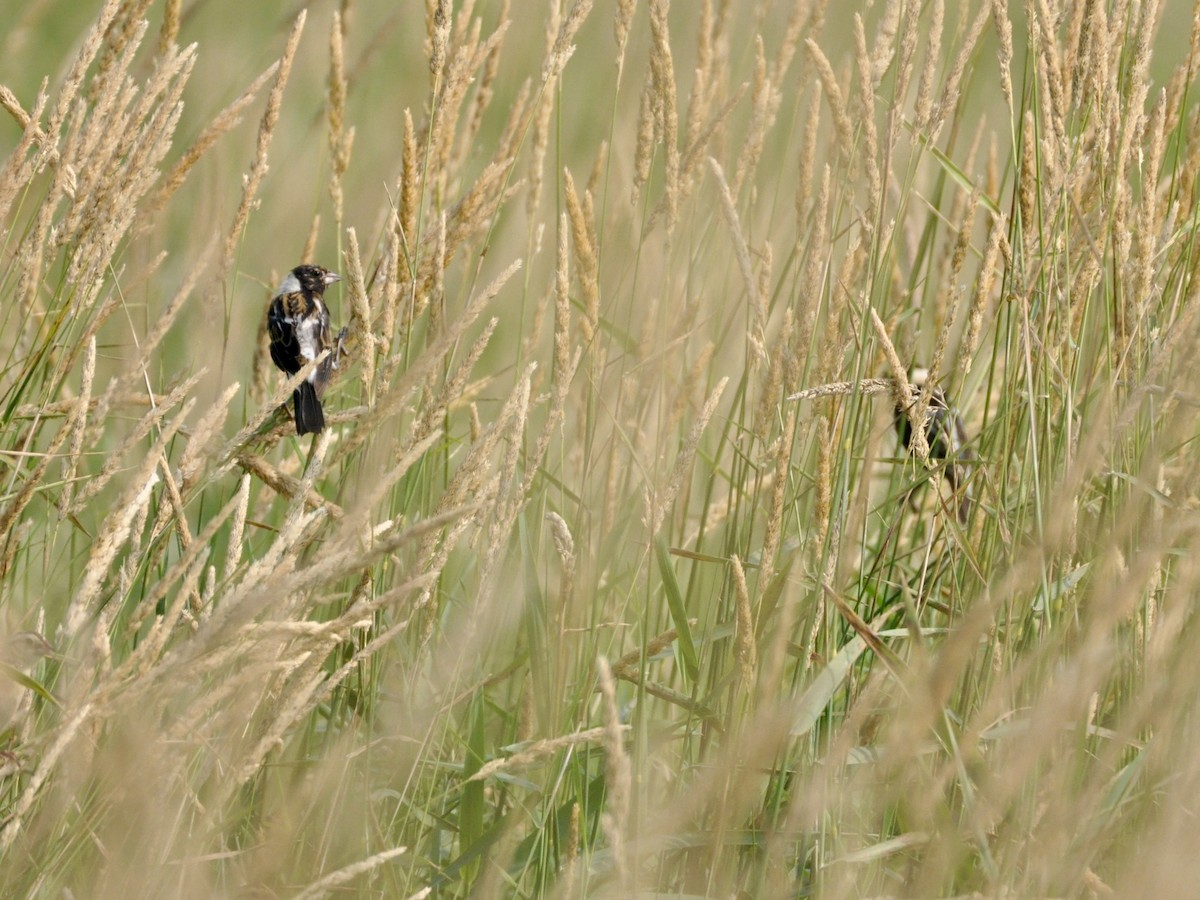 Bobolink - ML638850579