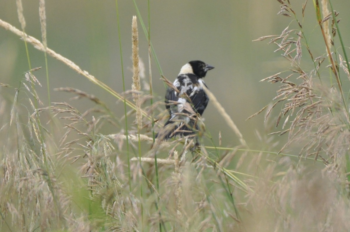 Bobolink - ML638850580