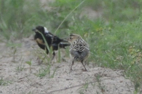 Bobolink - ML638850581