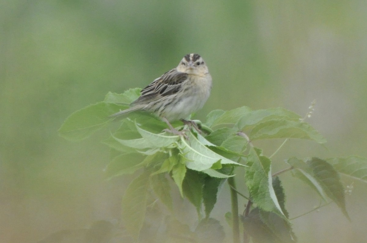 Bobolink - ML638850582