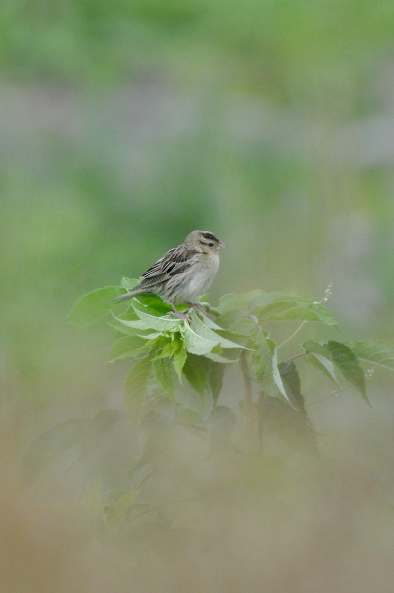 Bobolink - ML638850583