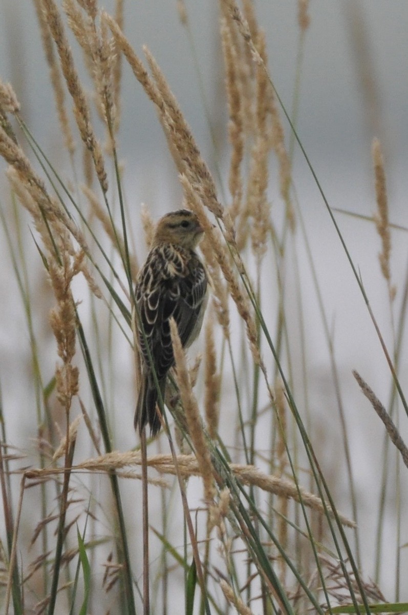Bobolink - ML638850584